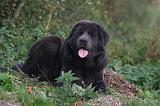DOGUE DU TIBET 611